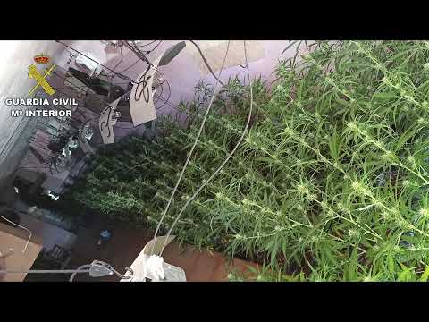 900 Plantas Marihuana Encontradas en Santa Cruz de Mudela Noticia Informativos 06/07/2021