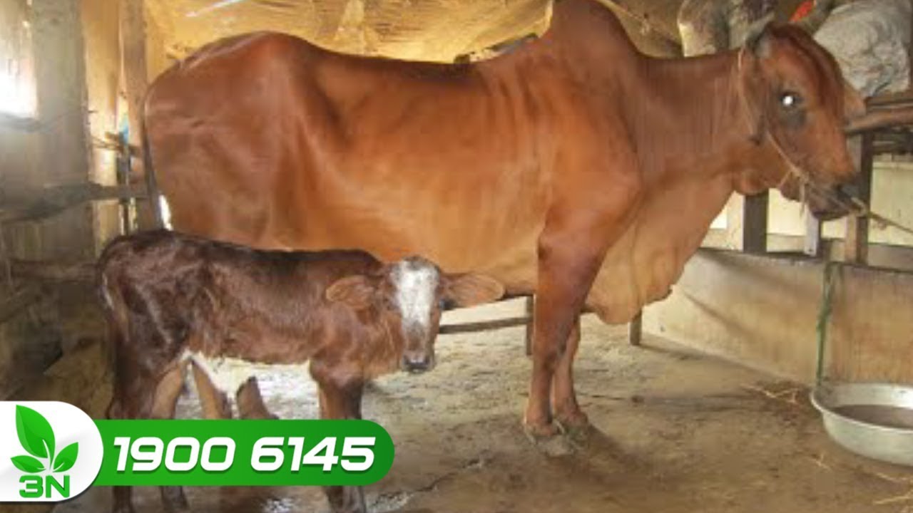 Nguyên nhân chính khiến bò đực bị viêm phổi | VTC16