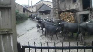 Cires 5 de noviembre vacas de Dani