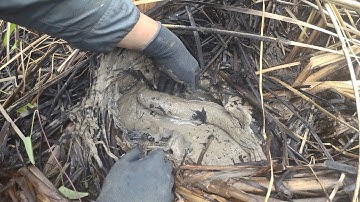 Bắt Cá Lóc Đồng Nằm Vùng Vào Mùa Khô Hạn Như Thế Này Thật Là Thú Vị!