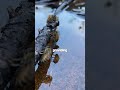 Providing your bees water close to them during hot days 🐝
