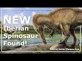 New iberian spinosaur found