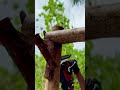 (10) 森で最悪なエリアを、最高の場所に開拓！　(山小屋の骨組みが終わり、側面の組み立て！)