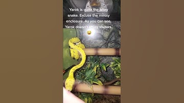 #reptiles #reptile #python #trending #fyp #fy #capcut #animals #pets #pet #memes #snake #snakes #lol