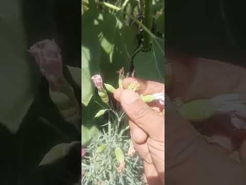 بذور نبات القرنفل