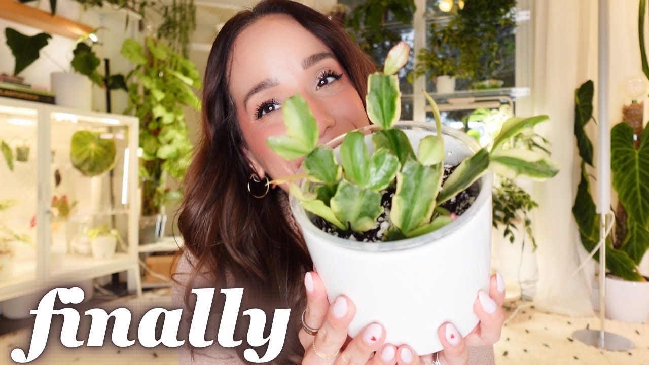 У меня появился пестролистный кактус ко Дню благодарения | Уход и пересадка 🌵