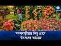 এক গ্রাম থেকেই ১০ কোটি টাকার লিচু বিক্রির আশা! | Litchi | Agriculture | Kaler Kantho
