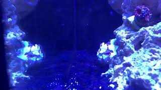 Warty frog fish eating
