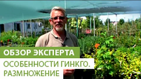 Особенности гинкго. Размножение гинкго. Лекарства из гинкго.