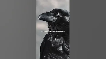 Почему вороны ассоциируются со смерtью?