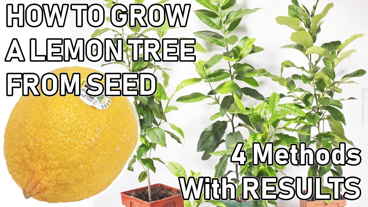 How To Grow A LEMON TREE From A SEED ( 0-6 MONTHS UPDATES )