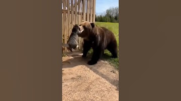 The bear attacks — but the cat saves the day 🐻🐈🐕