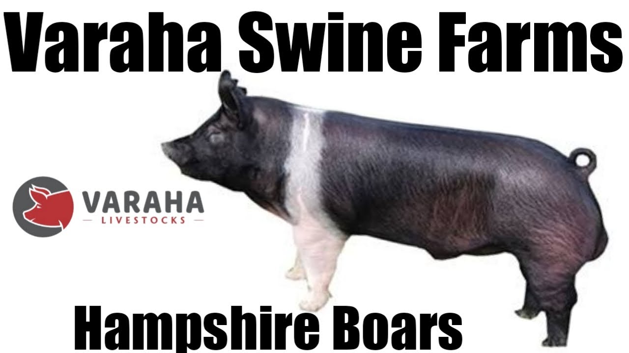 Pig Farm Assam YouTube Pig Farm Assam YouTube