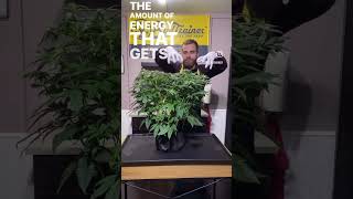 Download Lagu Mid Flower Defoliation!? IT WORKS! #growyourown MP3 Download Lagu Mid Flower Defoliation!? IT WORKS! #growyourown MP3
