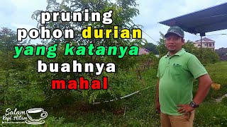 Pruning Pohon Durian yang buahnya katanya mahal | Kebun Durian Sultan Jepara series