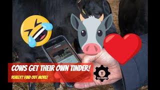 Cows get Tinder App!  - Tudder! screenshot 1