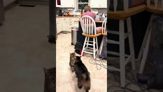 The cats love Michael Jackson #funny #cats #michaeljackson #cute #shrots #fyp