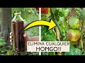 ELIMINA HONGOS y PLAGAS DEL HUERTO, Casero y ECOLOGICO! a la vez es FERTILIZANTE! fungicida potente