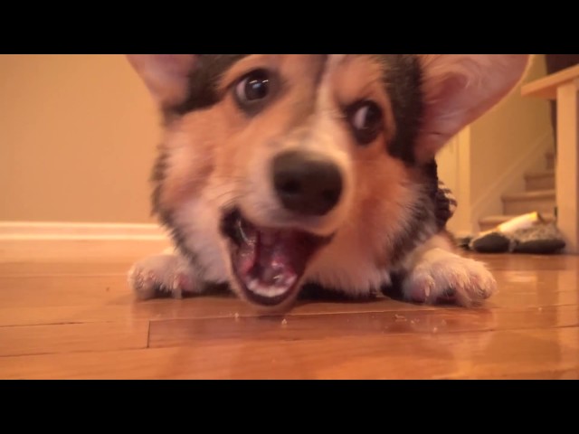 Derp Dog Bark Box W Louie Youtube - derpy dog roblox