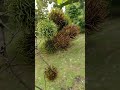 Рамбутан впервые дает урожай. Pohon rambutan sangat #genjah. Early-bearing #rambutan.  #рамбутан