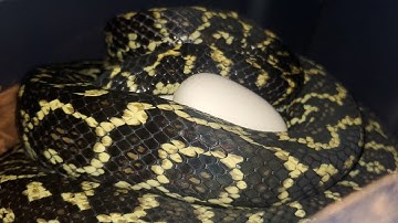 New Jungle Zebra Clutch!