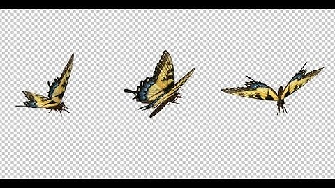 Flying Butterfly - Yellow Swallowtail | Motion Graphics - Videohive template