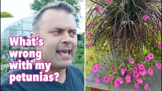 What's Wrong with My Petunias? They Look Terrible