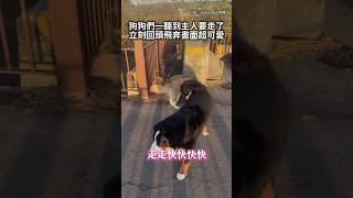 【集體狂奔回來】媽媽一句話 4隻大狗狗立刻急煞衝回身邊 #Shorts
