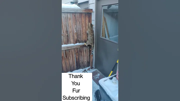 Watch the video about Cat Jumps 7 ft fence! #shorts adventure #kitten snow leopard wants to play with neighbors puppy dog