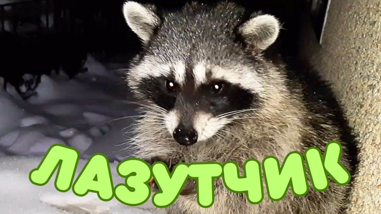 По глубокому снегу, прикатился Колобок без мамаши. Как он пролез? - YouTube