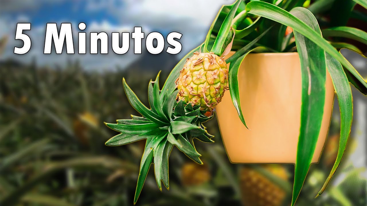 Forma Más Fácil y Rápida de Sembrar Piña 🍍 Con La Corona! - YouTube