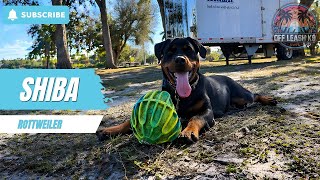SHIBA | 6 MONTH OLD ROTTWEILER | TWO WEEK BOARD & TRAIN
