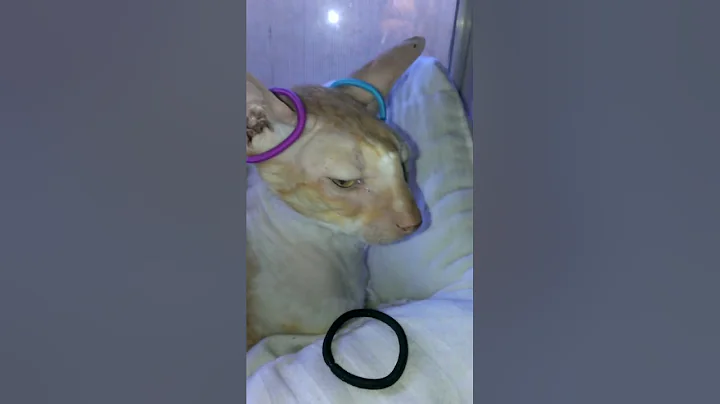 Playing with my boy Romeo (cornish rex) 2020