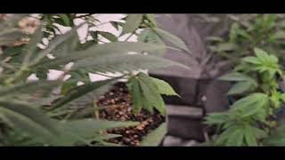 Week 7 Green Jeans Genetic's