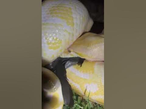 Burmese Python eating entire chicken - YouTube