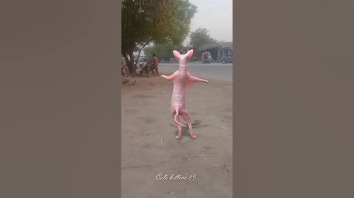 Watch the video about Sphinx cat 🐈 funny cat videos 😝 dancing cat 😺 #cat #funny #catlover #catvideos #cartoon #shortvideo