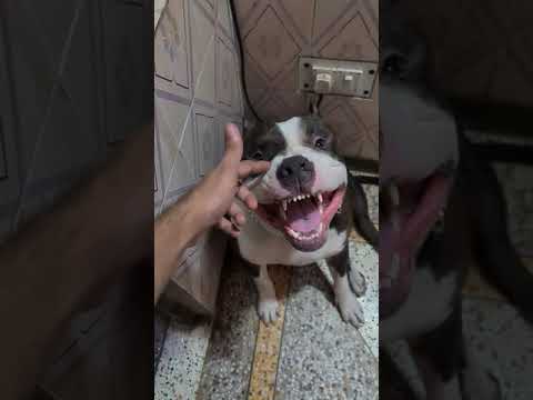 वीडियो: Pitbull नेट वर्थ