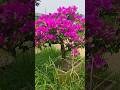 Bougainvillea Flowers #youtubeshorts #youtube #shorts #youtuber #youtubechannel #reels #trending