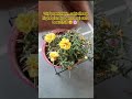 Dhoop Mein Khilte Phool 🌼 | Portulaca Flowering plant #shorts #gardening #portulacaplant