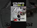 エサをぶちまけた男性の神の一手