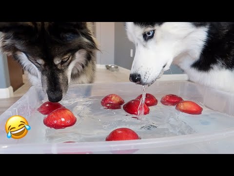 huskies-try-bobbing-for-apples!