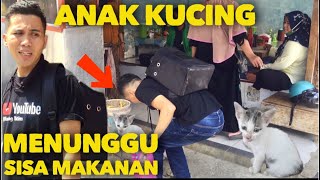 ANAK KUCING LAGI NUNGGUIN SISA MAKANAN DI WARTEG