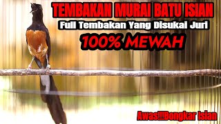 MASTERAN MURAI BATU GACOR FULL TEMBAKAN SANGAT AMPUH JADIKAN MURAI LAIN IKUT BONGKAR ISIAN