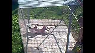 Dogo Argentino sunbathing :) by mbeslic 245 views 8 years ago 53 seconds