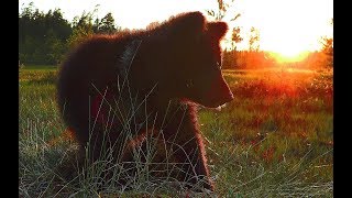 Волшебная полянка. Познавательный фильм для детей Волшебная полянка. Познавательный фильм для детей