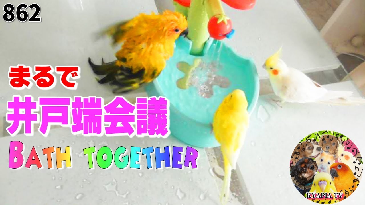 鳥・インコたちの水浴び・可愛い過ぎて最高の癒し862 The Bird Bath