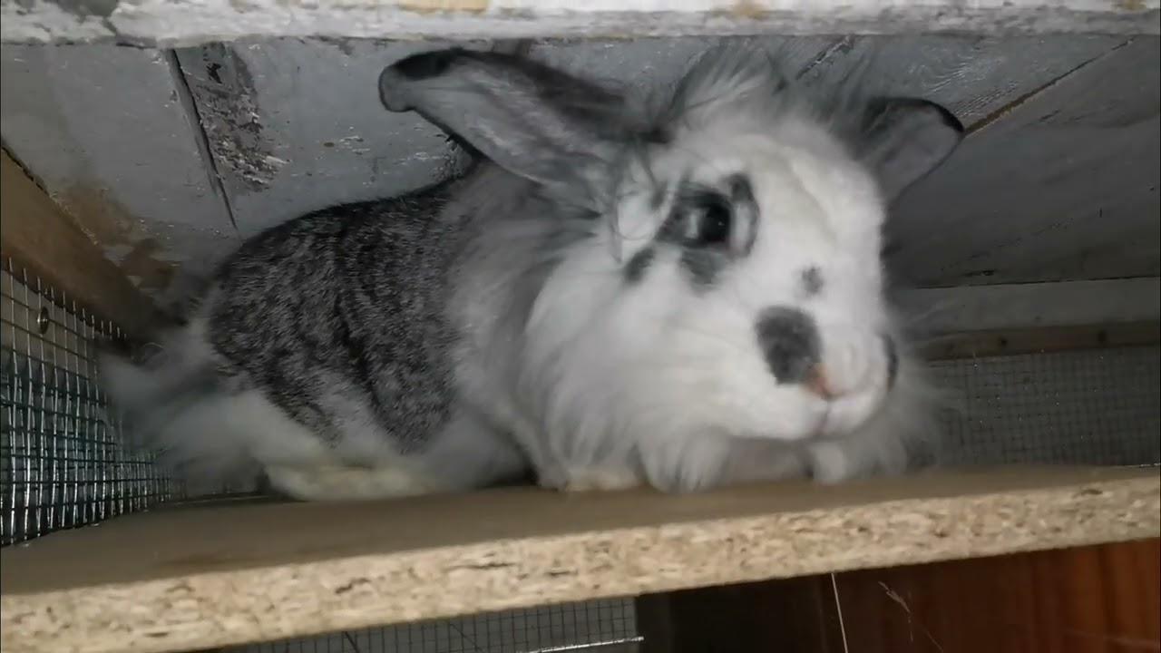 Zase kontrola zase kontrola ani králík už nechce kontrolu 🐰😂