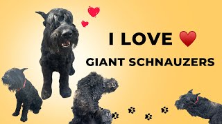 Giant Schnauzer | I Love This Breed ❤