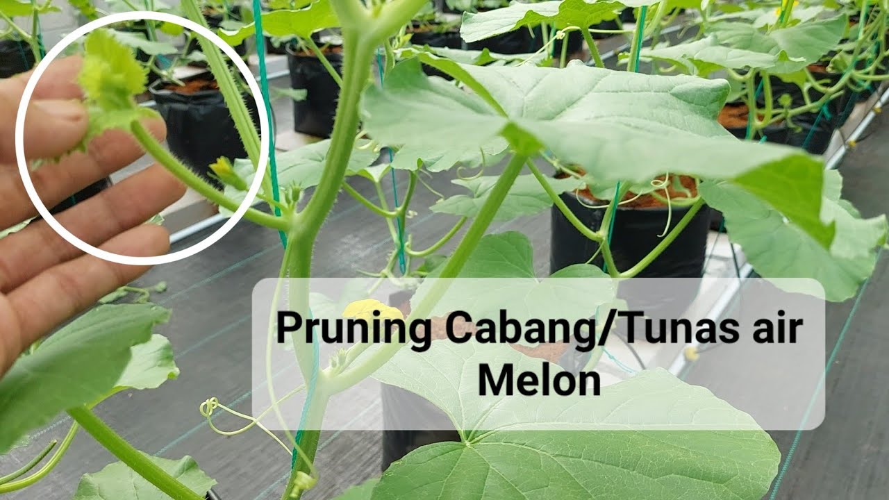 Cara Pruning Tunas Air MELON ️Melon Hidroponik vlog 5 YouTube
