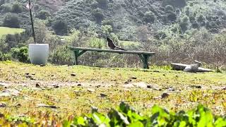 Greater Roadrunner Mating Call
